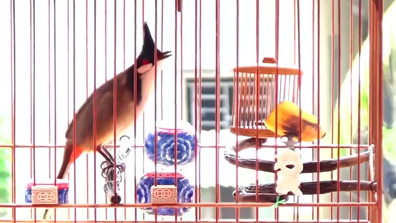 bổi lên hơn 10 tháng bộ khủng giọng hay găm dí ae móc số dần là êm hợp duyên cho vê đội báo em nha