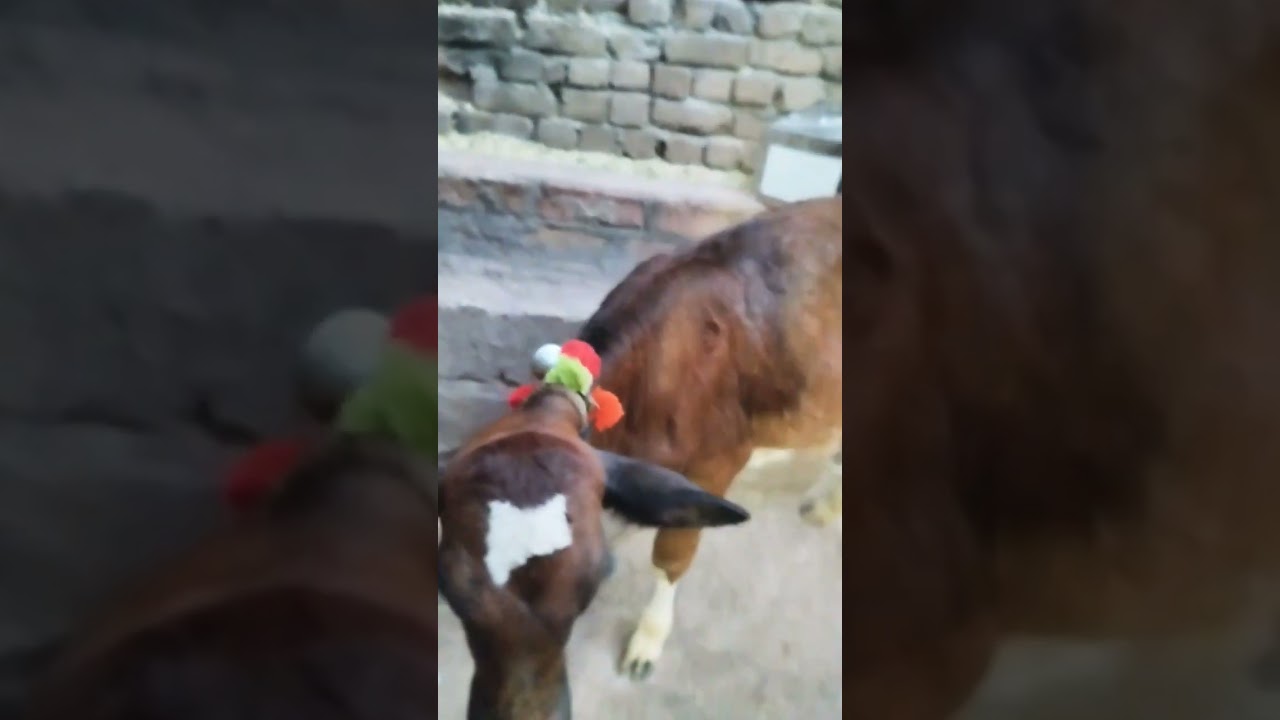 Hernia in cow calf along with umbilical abcess