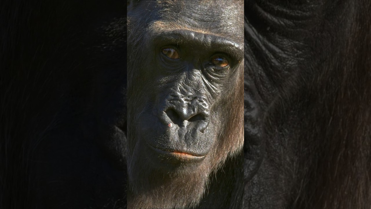 YOU’VE NEVER SEEN A SILVERBACK THIS CLOSE 🦍👁️ 4K HDR POWER