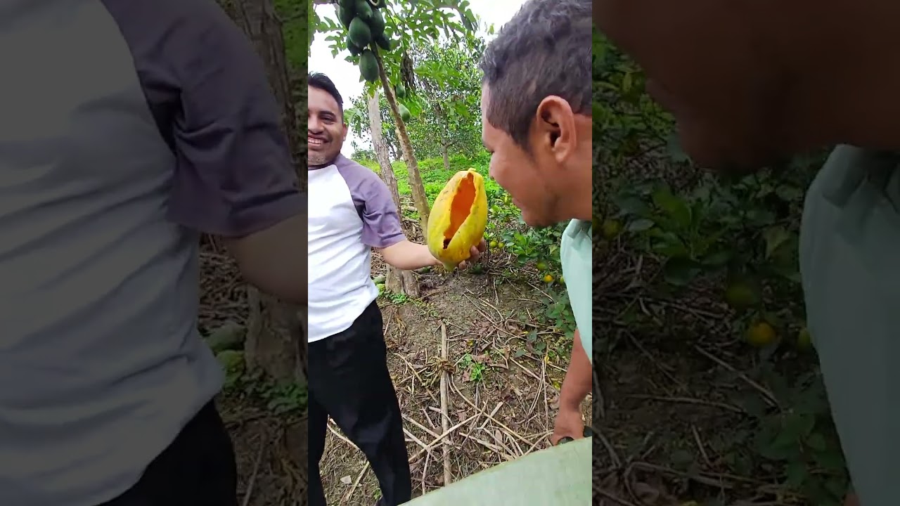 un día en la huerta cosechando . 