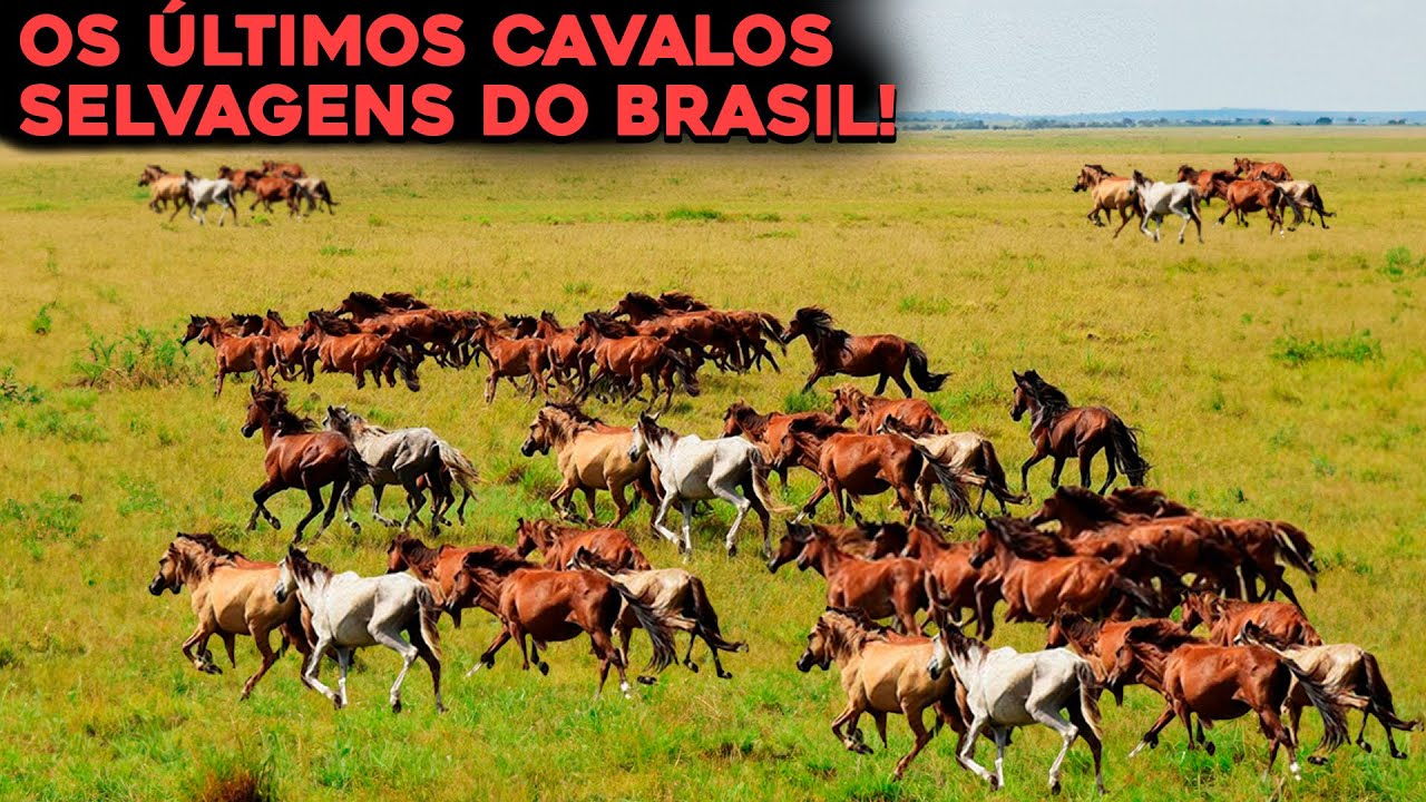 CONHEÇA OS ÚLTIMOS CAVALOS SELVAGENS DO BRASIL - A TRISTE REALIDADE!