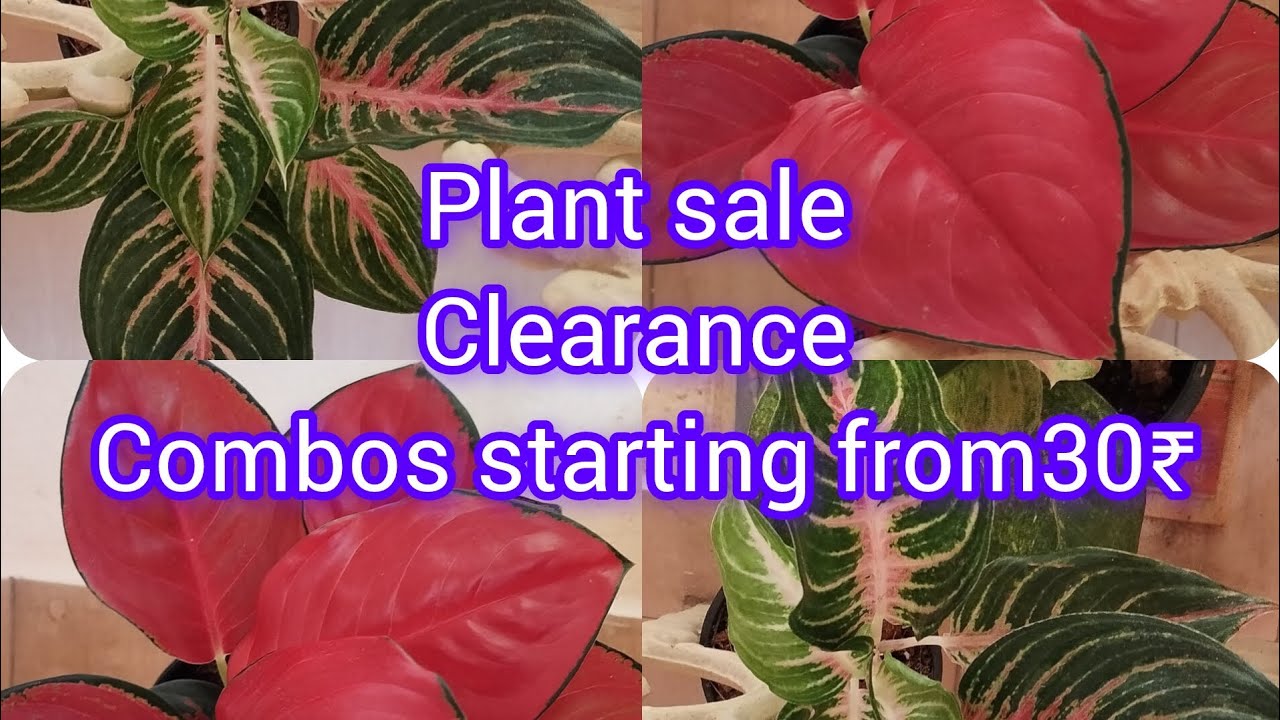 Plant clearance sale video #online #combos from 30₹