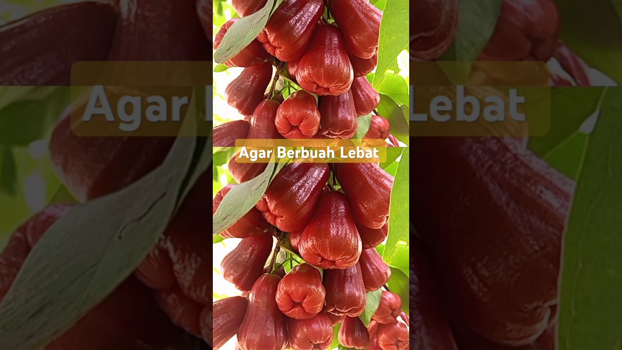 POC PERANGSANG BUAH. AGAR JAMBU MADU BERBUAH LEBAT, SALAM GARDEN