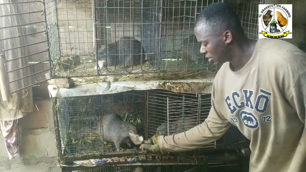 Grasscutters Feeding process