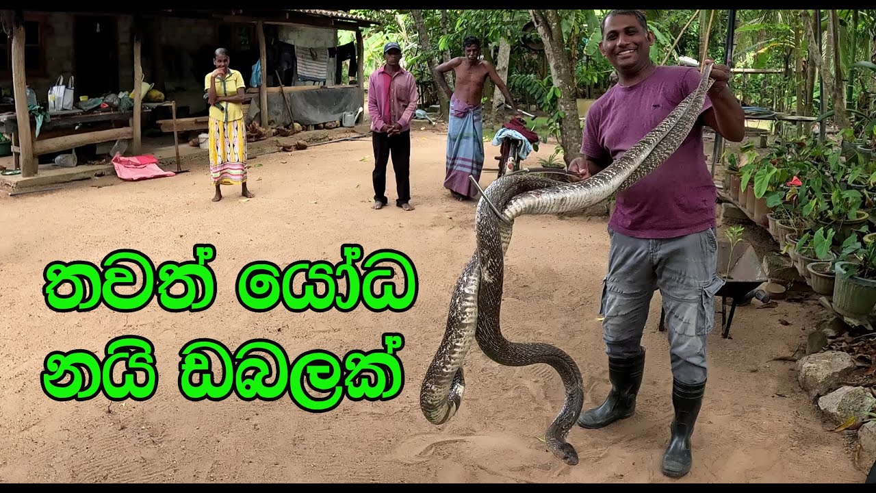 The giant cobra couple