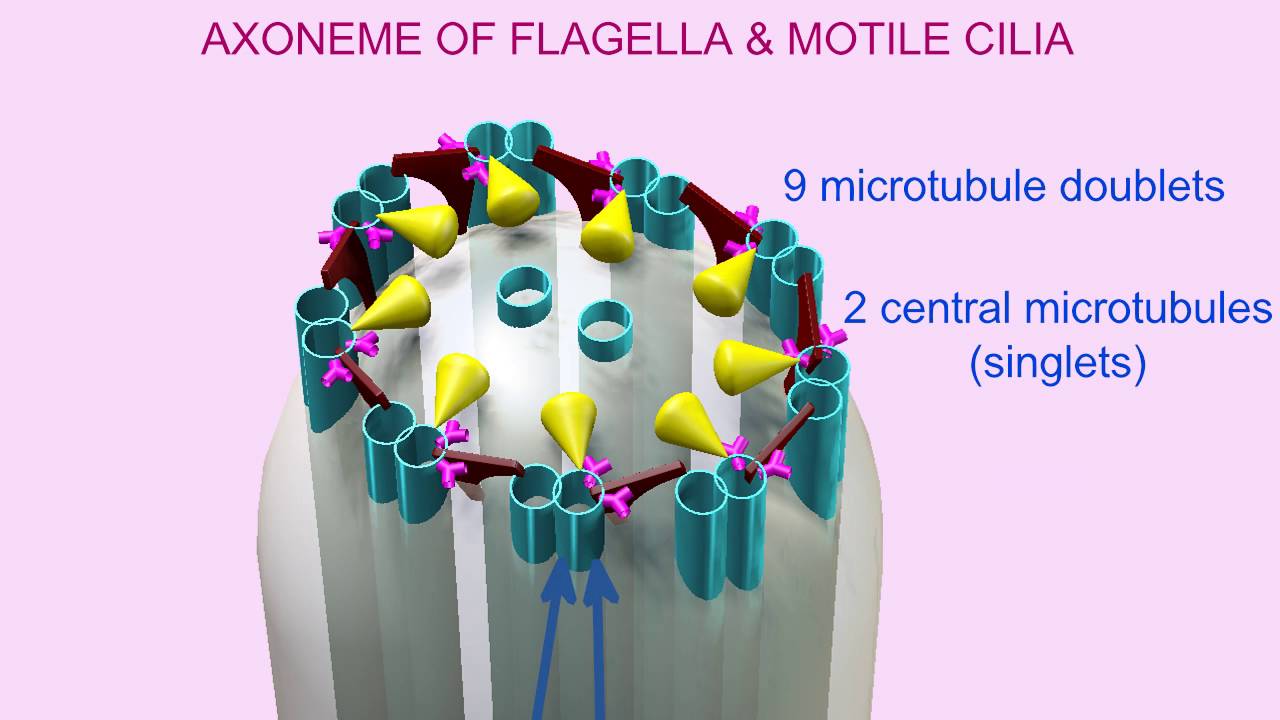 AXONEME of CILIA & FLAGELLA