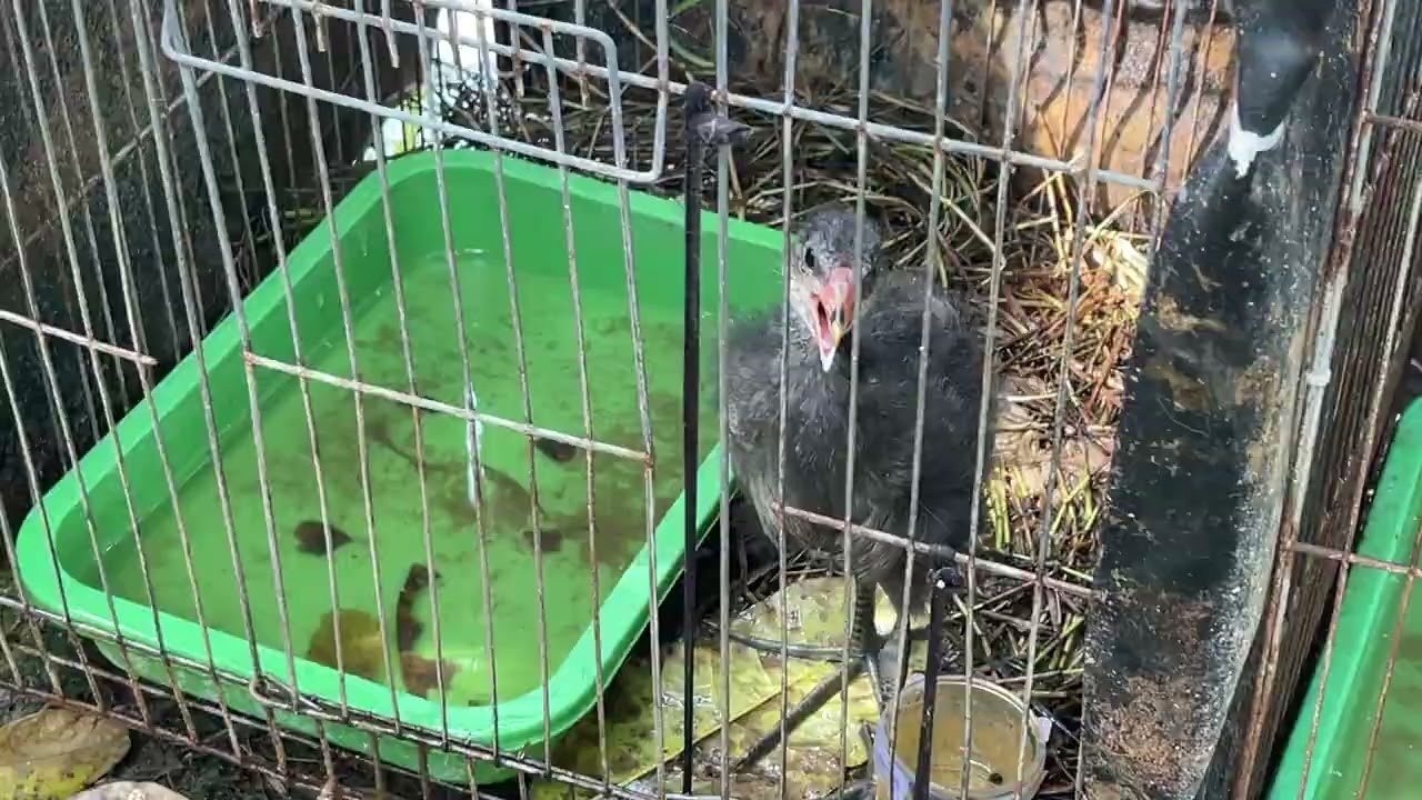Trích ré tơ lh 0886550858