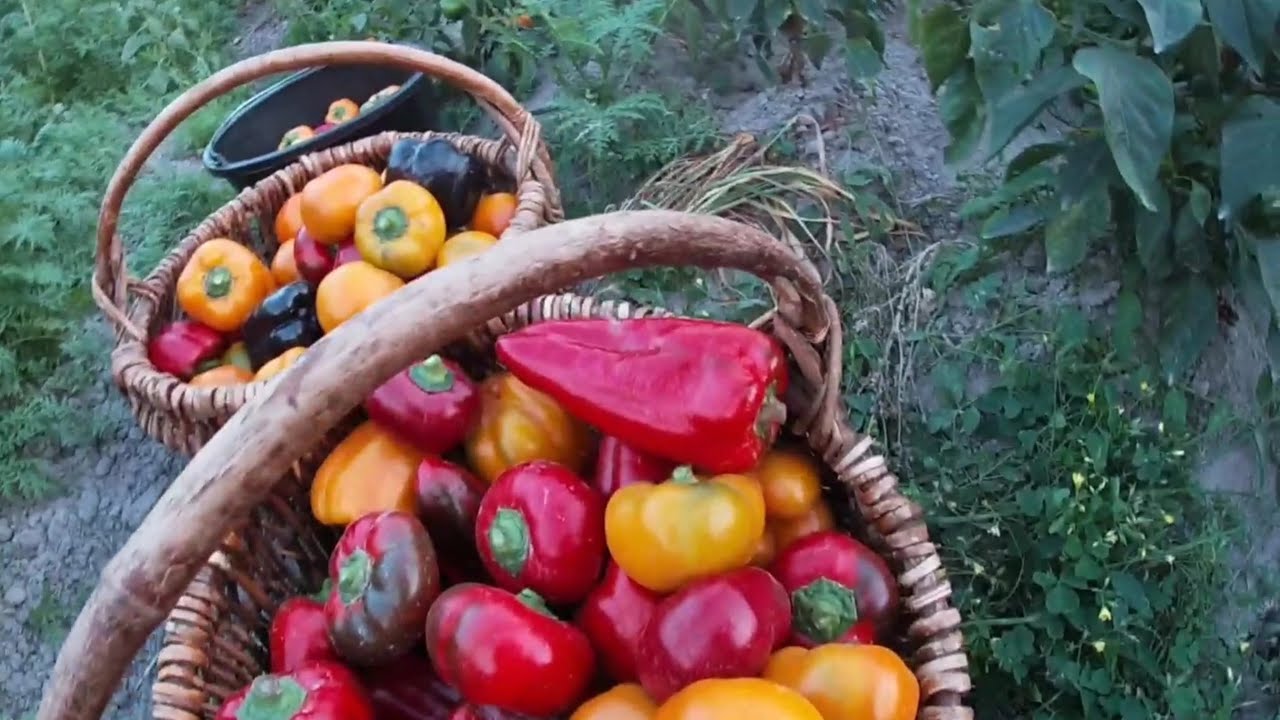 ПЕРЕЦЬ ЯК БОМБИ/Секрет ГАРНОГО врожаю ПЕРЦЮ на ПОЛІССІ