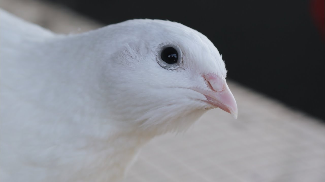 Aggiornamento quaglie + Consigli utili per il sessaggio | My Farm Project