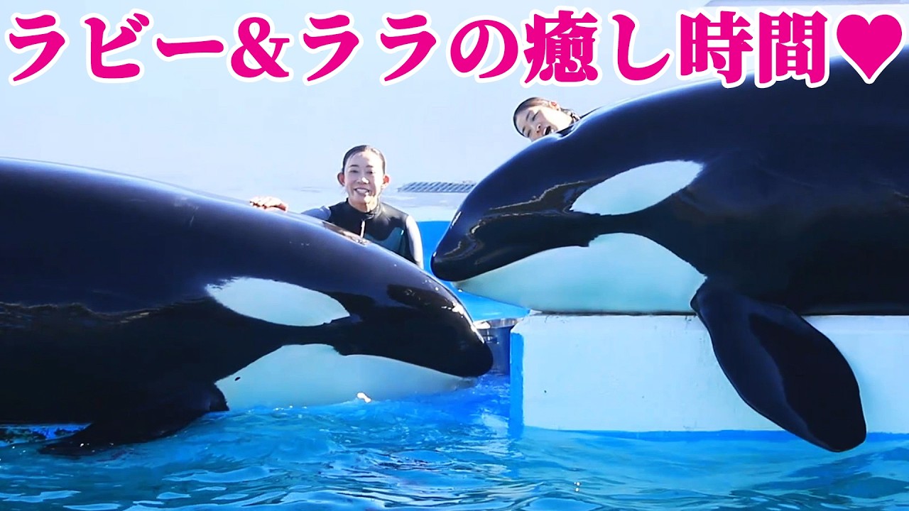 レスキューランディグ後のホッコリ癒し時間♥ 鴨川シーワールド シャチショー KamogawaSeaWorld  orca killerwhale