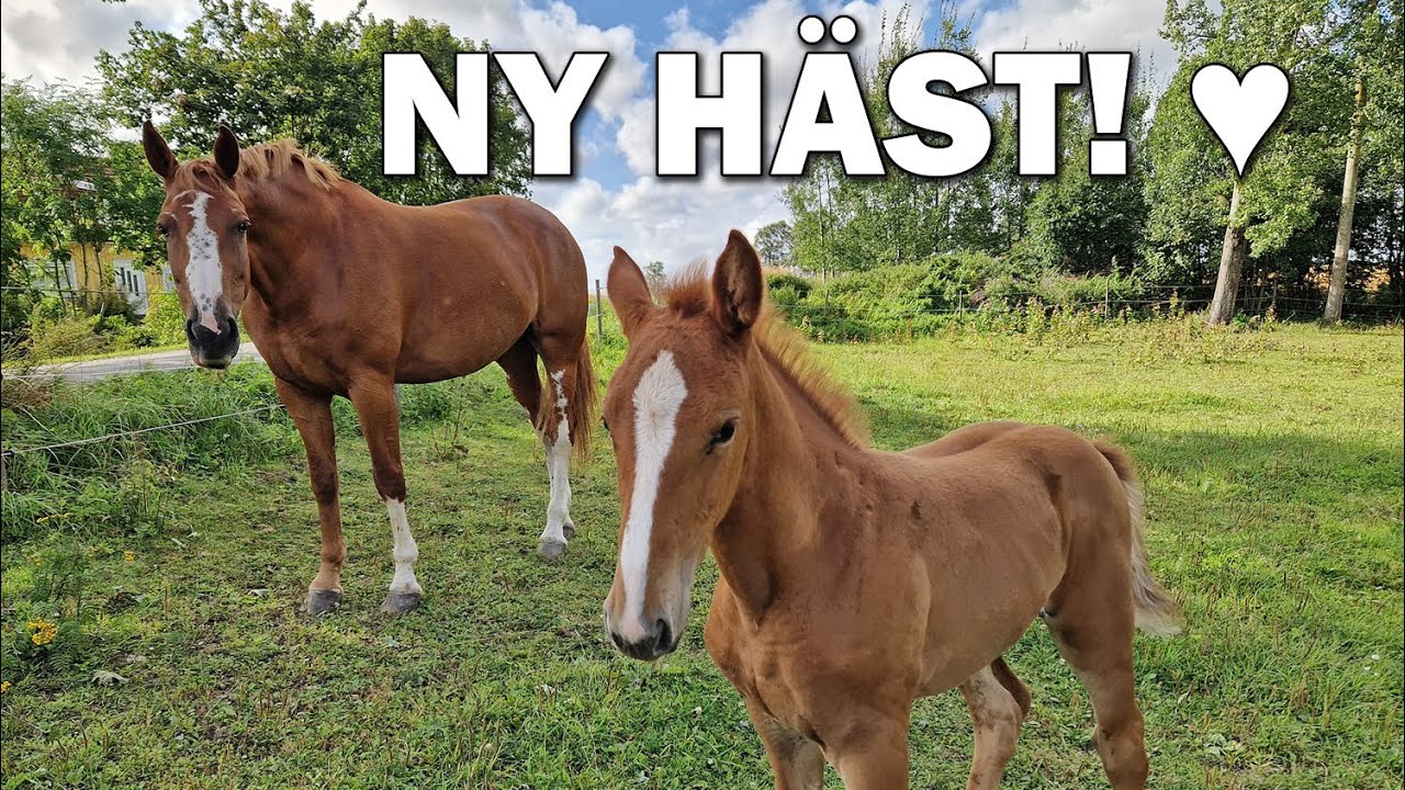 Sl&auml;pper in en ny h&auml;st till v&aring;rt f&ouml;l - Stallvlogg