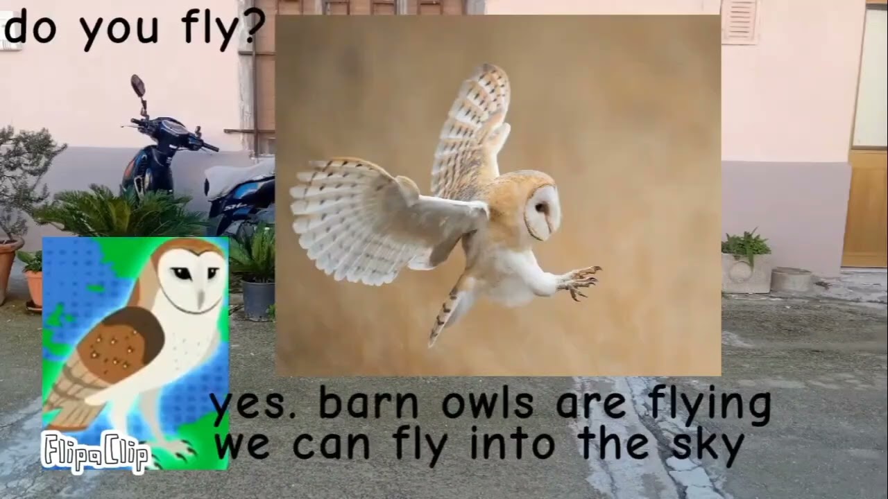 Meet the Animals 286: Barn Owl