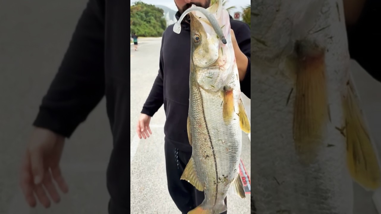 ROBALO FLECHA #pescaria #robalo #pesca #robaloflecha #shimano #fishing #peixe