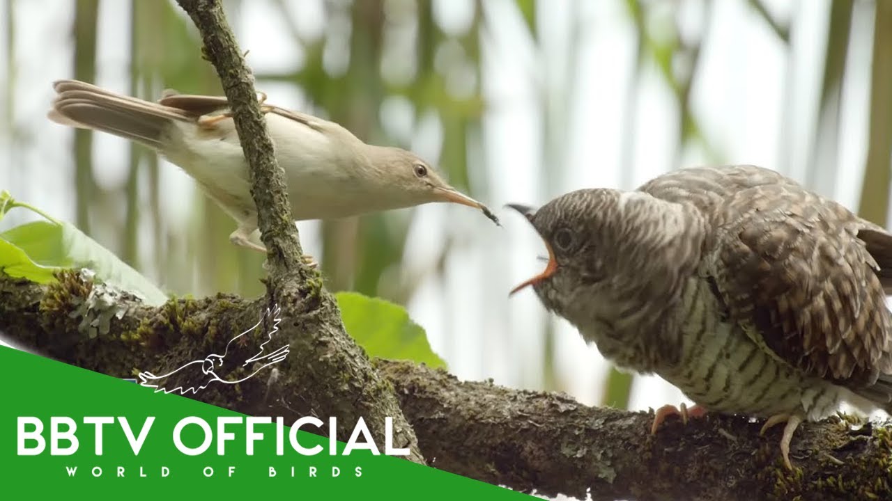 30 Cuckoo Birds You Won&rsquo;t Believe Exist!  | That Trick Others Raising Their Chicks  | BBTV Official