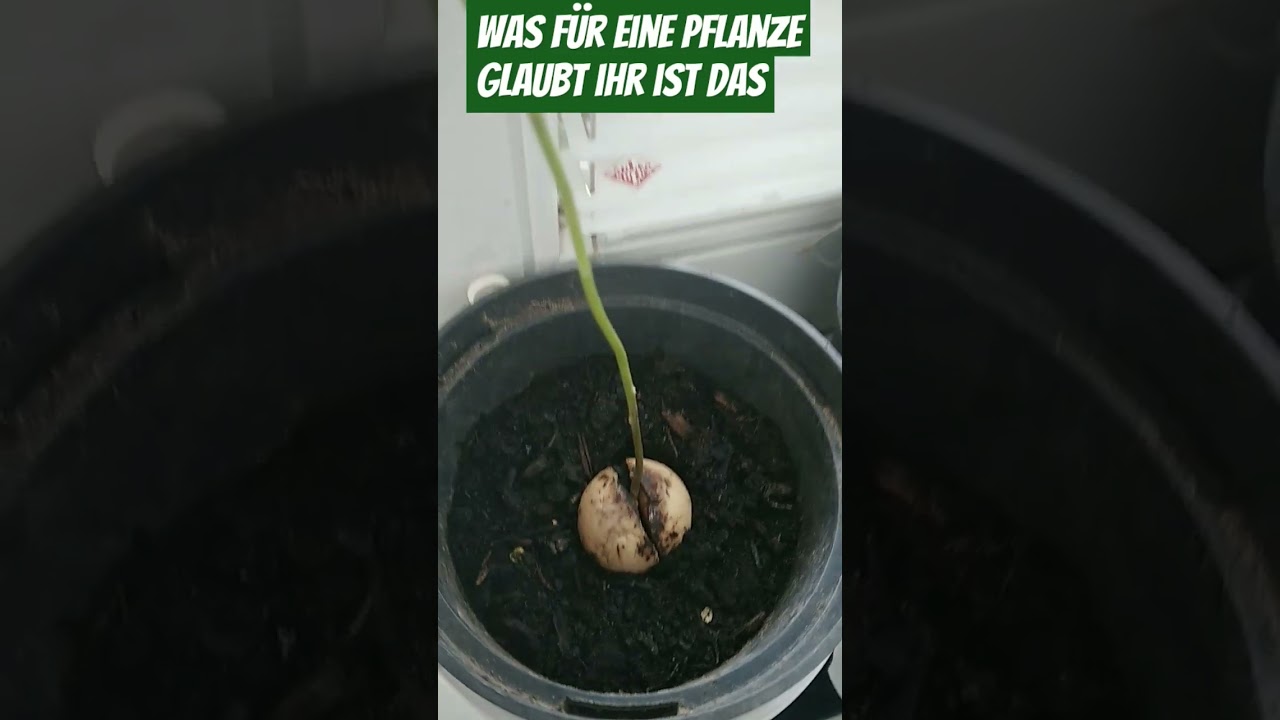 Was ist das f&uuml;r eine Pflanze @Reneschmock @BrotatoGang @BastiGHG @fcbayern @MrBeast