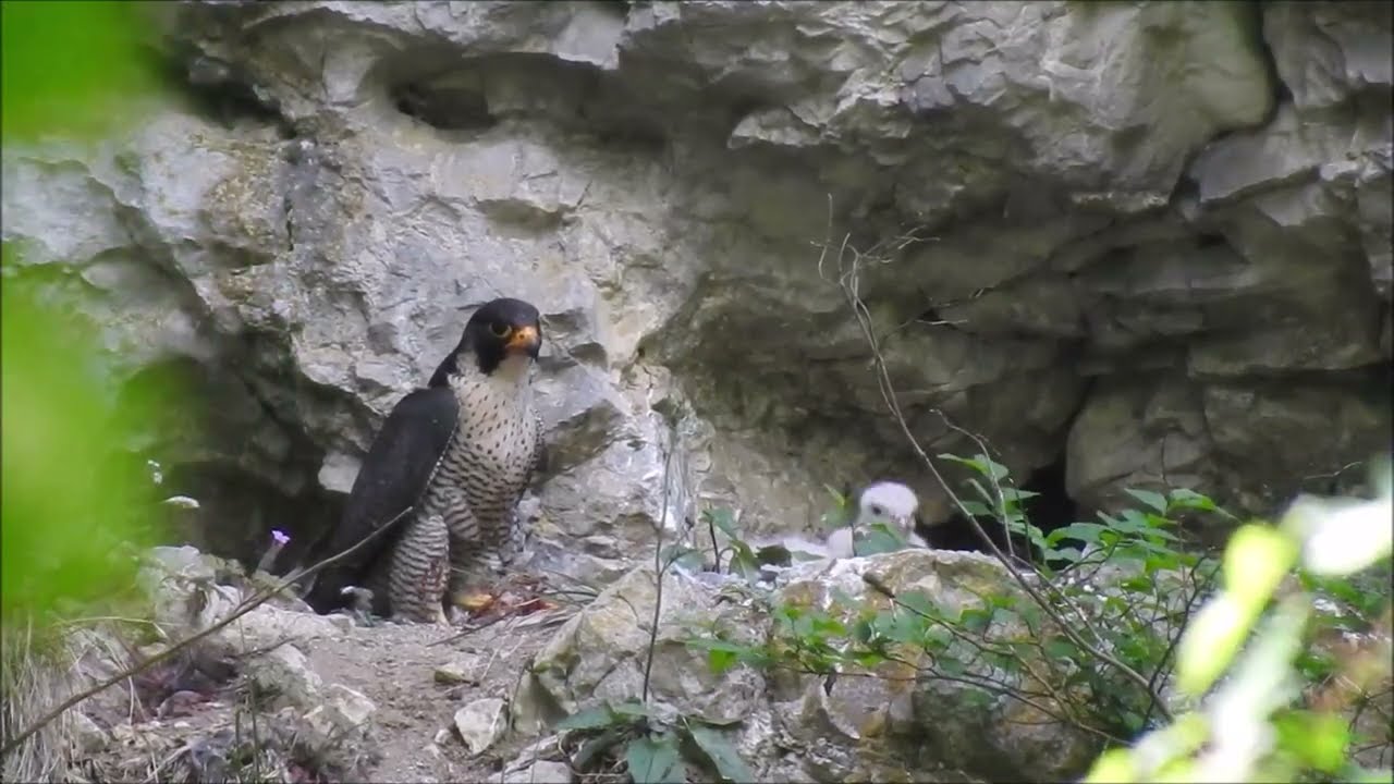 Sokol stěhovavý hnízdící nad jeskyní Jáchymka v Moravském krasu