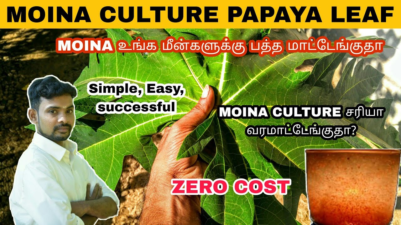 Moina Culture Using Papaya Leaf | Aathi Aqua Vlog