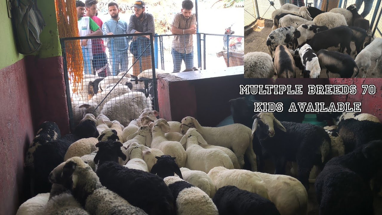 Karnataka Bannur Vilayati Rampuri Macharla Guntur kids Available
