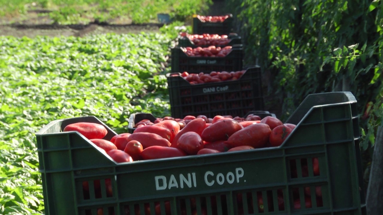 La verità sul Pomodoro San Marzano!