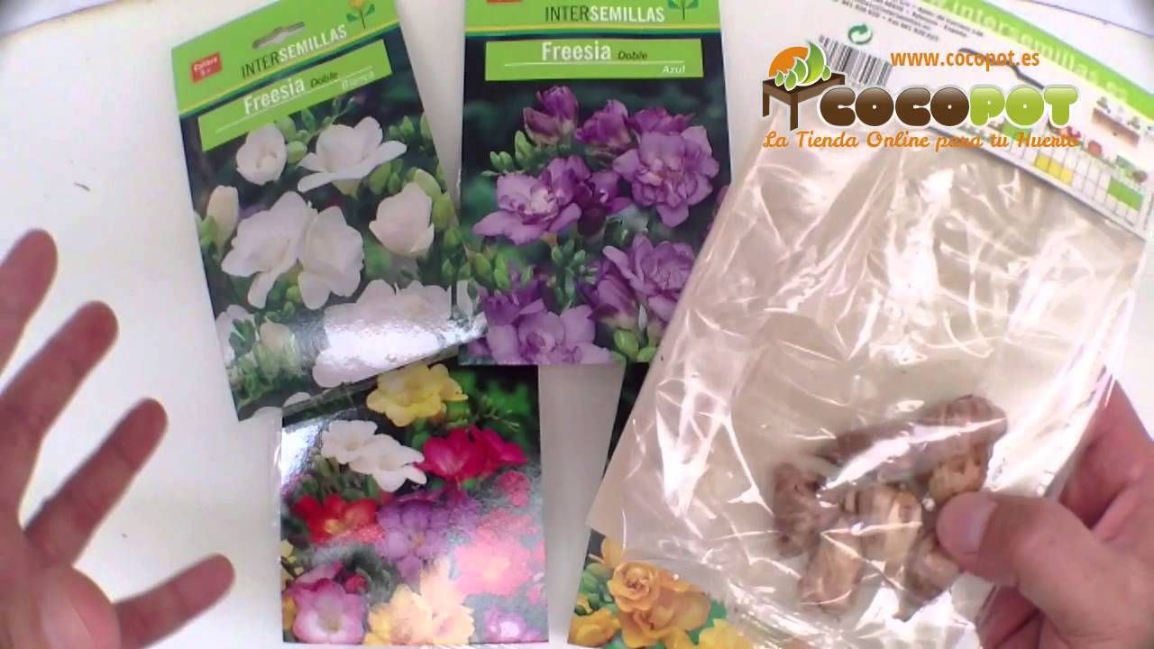 Bulbos freesia