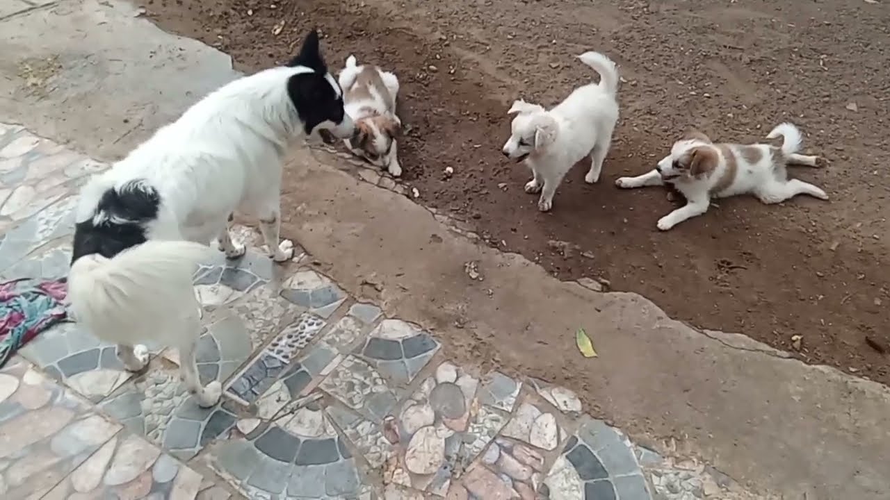 A Heartfelt Lesson from a mother dog #dogs #doglover