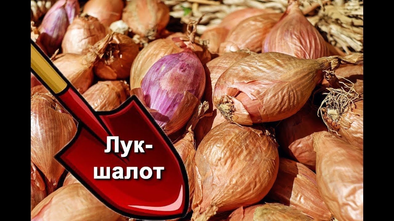 Лук-шалот: выращивание и хранение