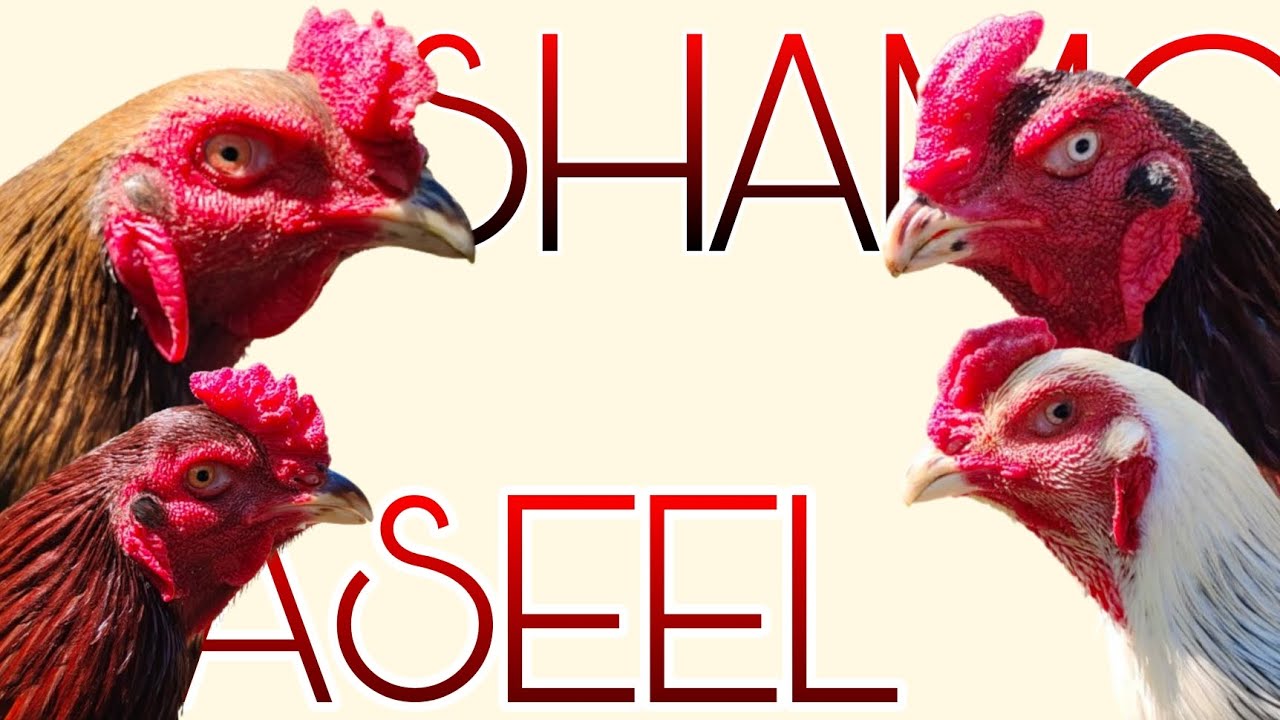 MAIN DIFFERENCE BETWEEN SHAMO AND ASEEL BREED|PHYSICAL APPEARANCE