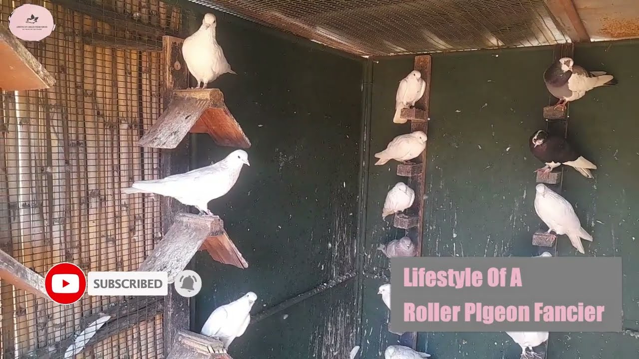 George Small Roller Pigeon Bloodlines
