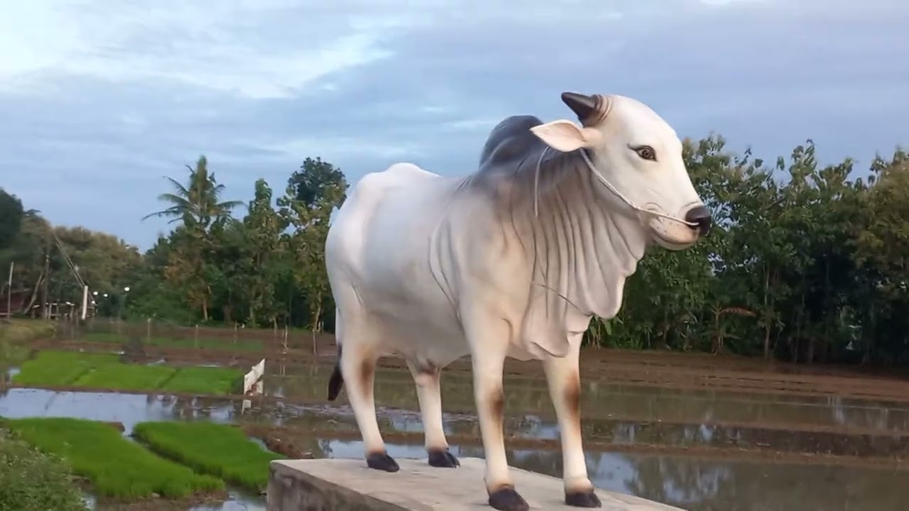 Ada sapi yang tak nakal..tidak mau makan rumput KOLONJONO..bukan miliknya..