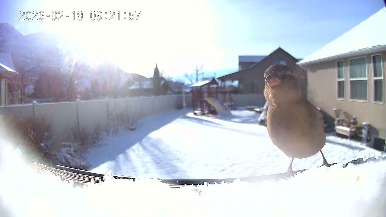 Confused birds