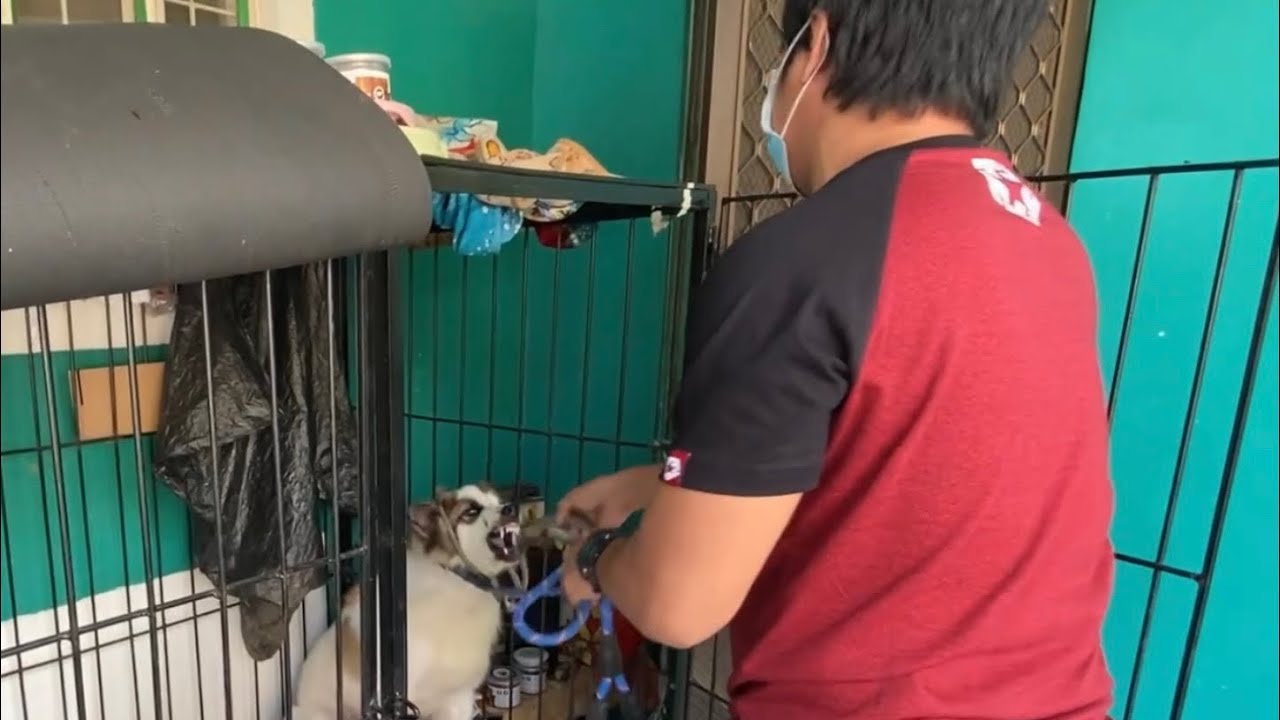 Aso apat na beses ng nakakagat