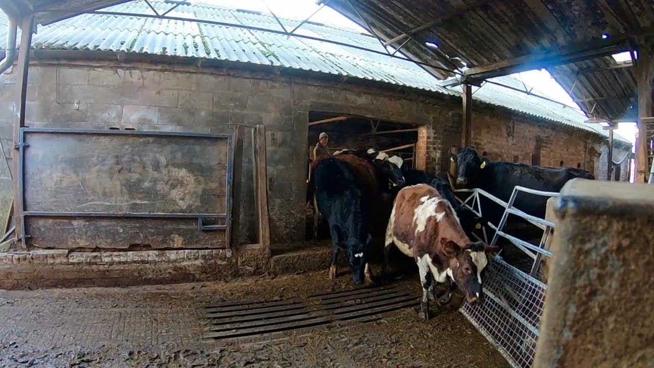 BIG DAY! HEIFERS GET A NEW HOME