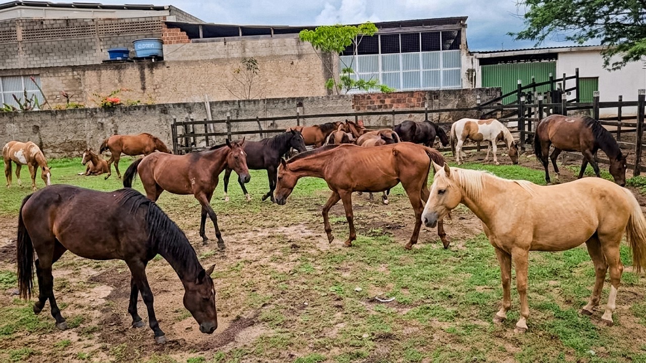 ESSES CAVALOS PASSARAM POR CIRURGIA E SE RECUPERARAM!