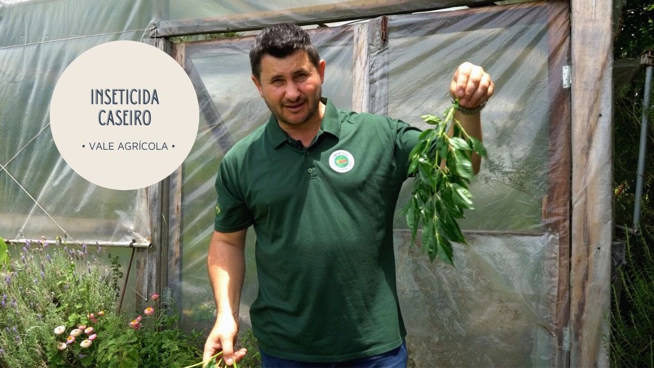 Como usar o cinamomo como UM REPELENTE NATURAL e transformar sua horta
