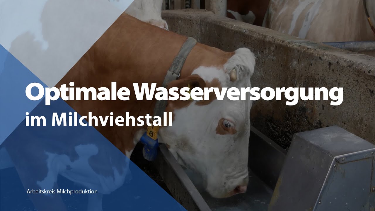 Optimale Wasserversorgung im Milchviehstall