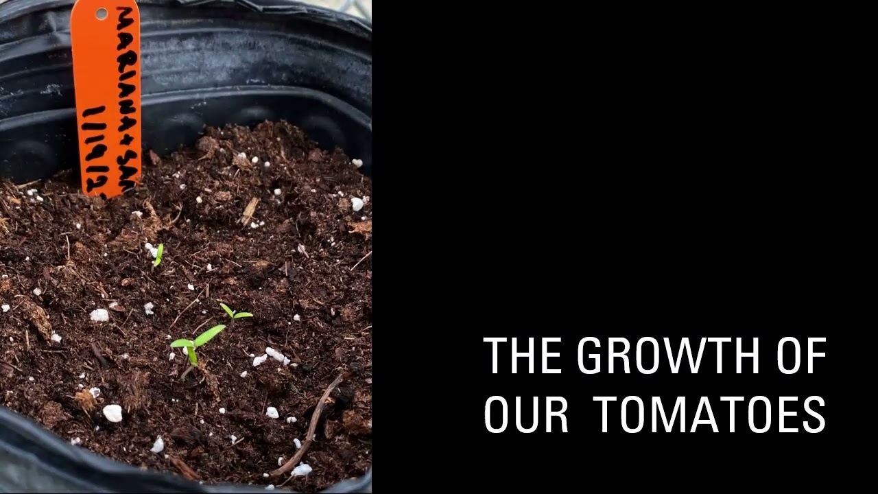 Botany Project