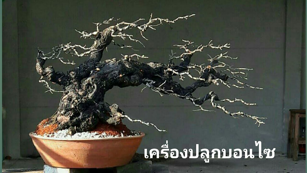 เครื่องปลูกบอนไซ #บอนไซ #Bonsai #เครื่องปลูกบอนไซ