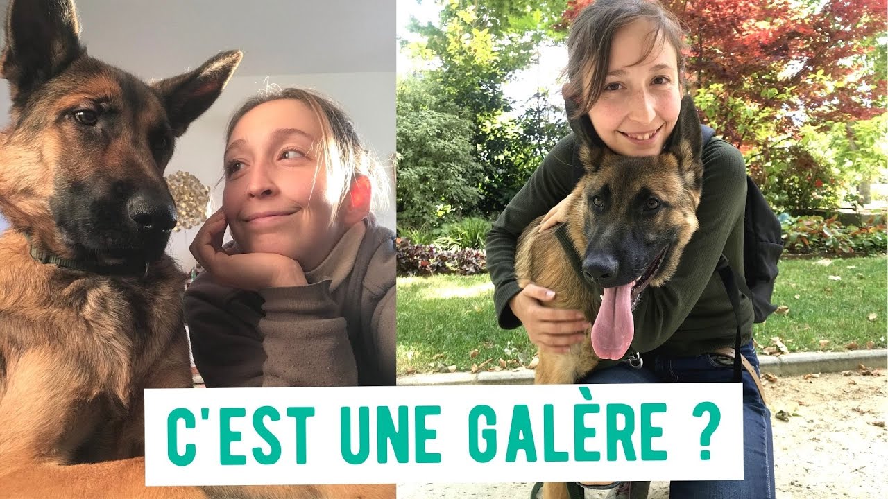 😂 Quand t'es une meuf et que t'as un (gros) chien...