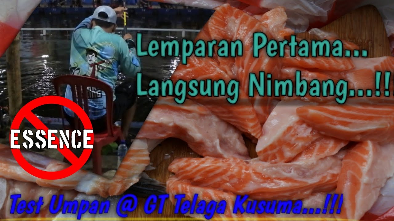 RACIKAN SALMON BS || UMPAN GALATAMA LELE PALING CAKEP BUAT MAIN MALEM !