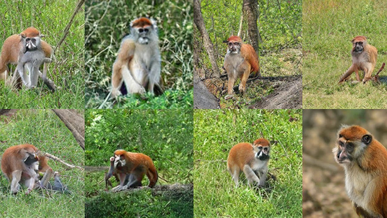 Generating Patas, Hussar Monkey, Erythrocebus Patas with Deep Learning