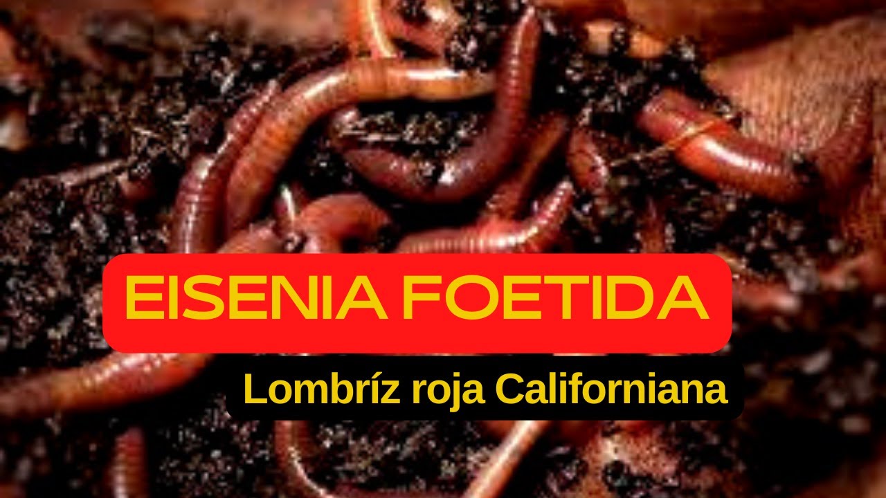 Así es la Lombriz Roja Californiana (Eisenia Foetida) 🐛