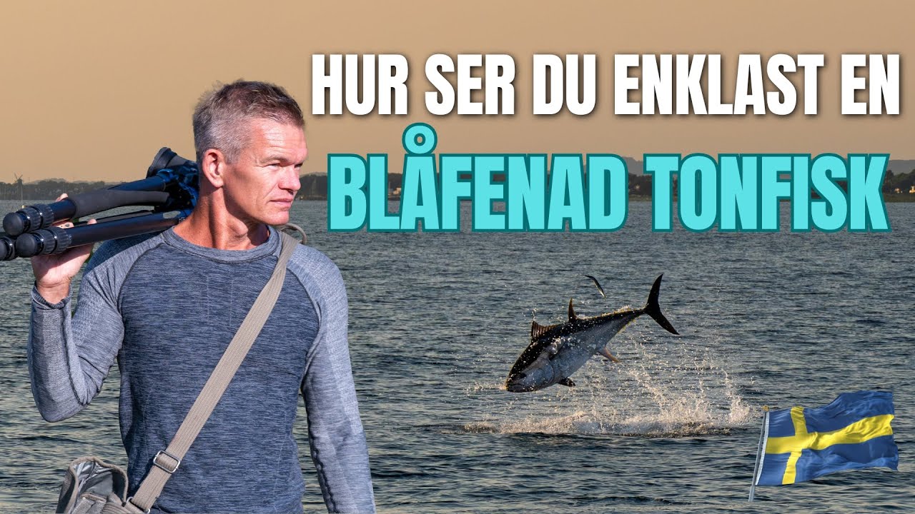 Hur ser man enklast en blåfenad tonfisk i Sverige?