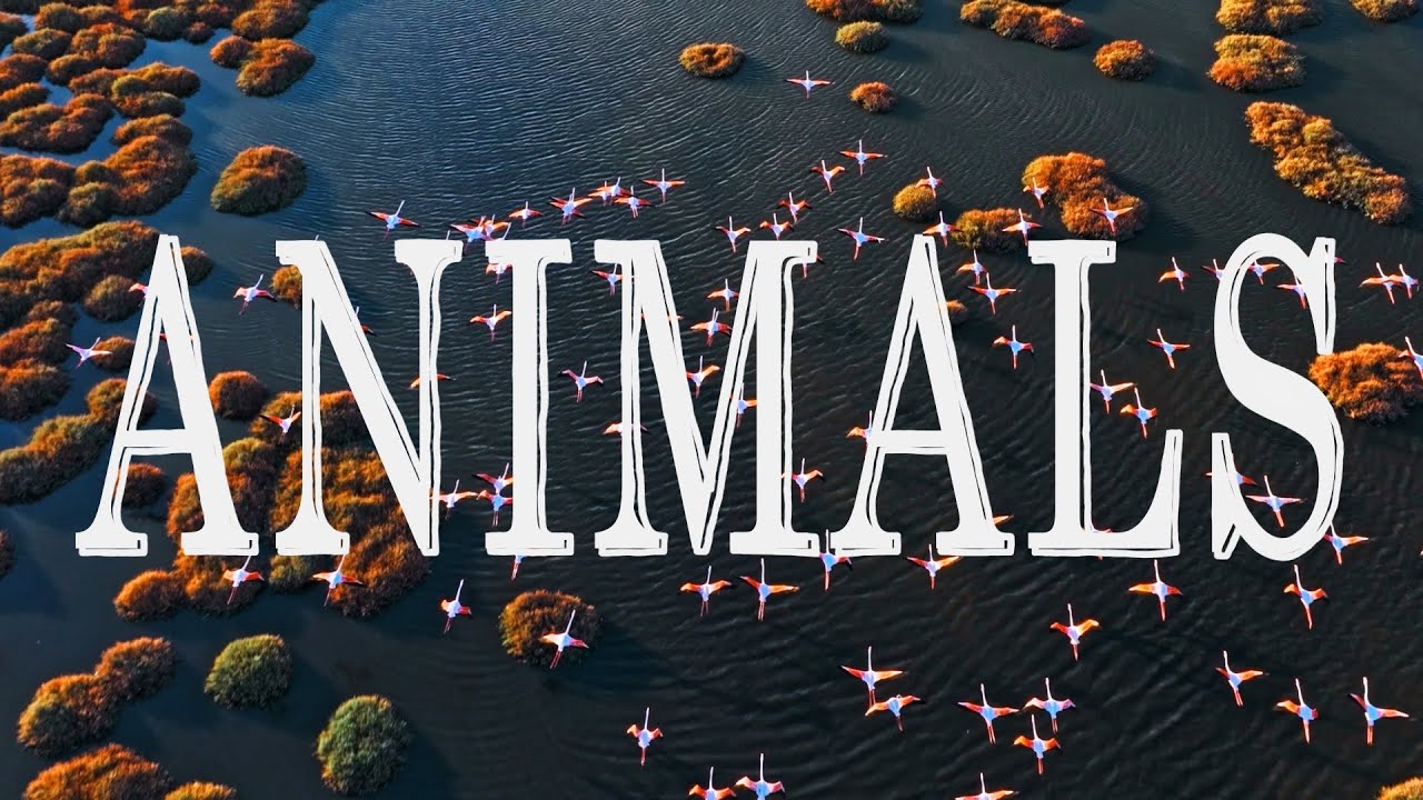 Animals - Short Film