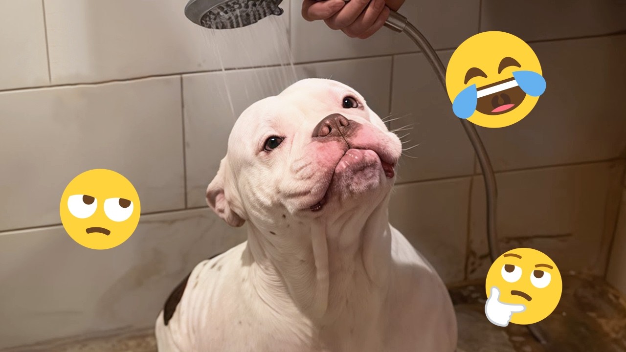 New FUNNY DOGS That Will Make You Die Laughing 🤣 Funny Animals Video 2026 #36