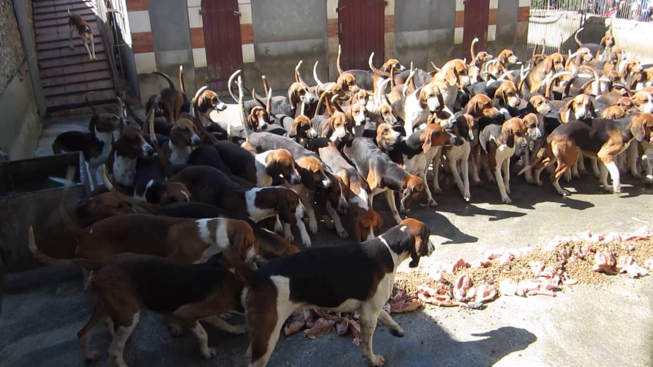 Cheverny: Fütterung der Hundemeute