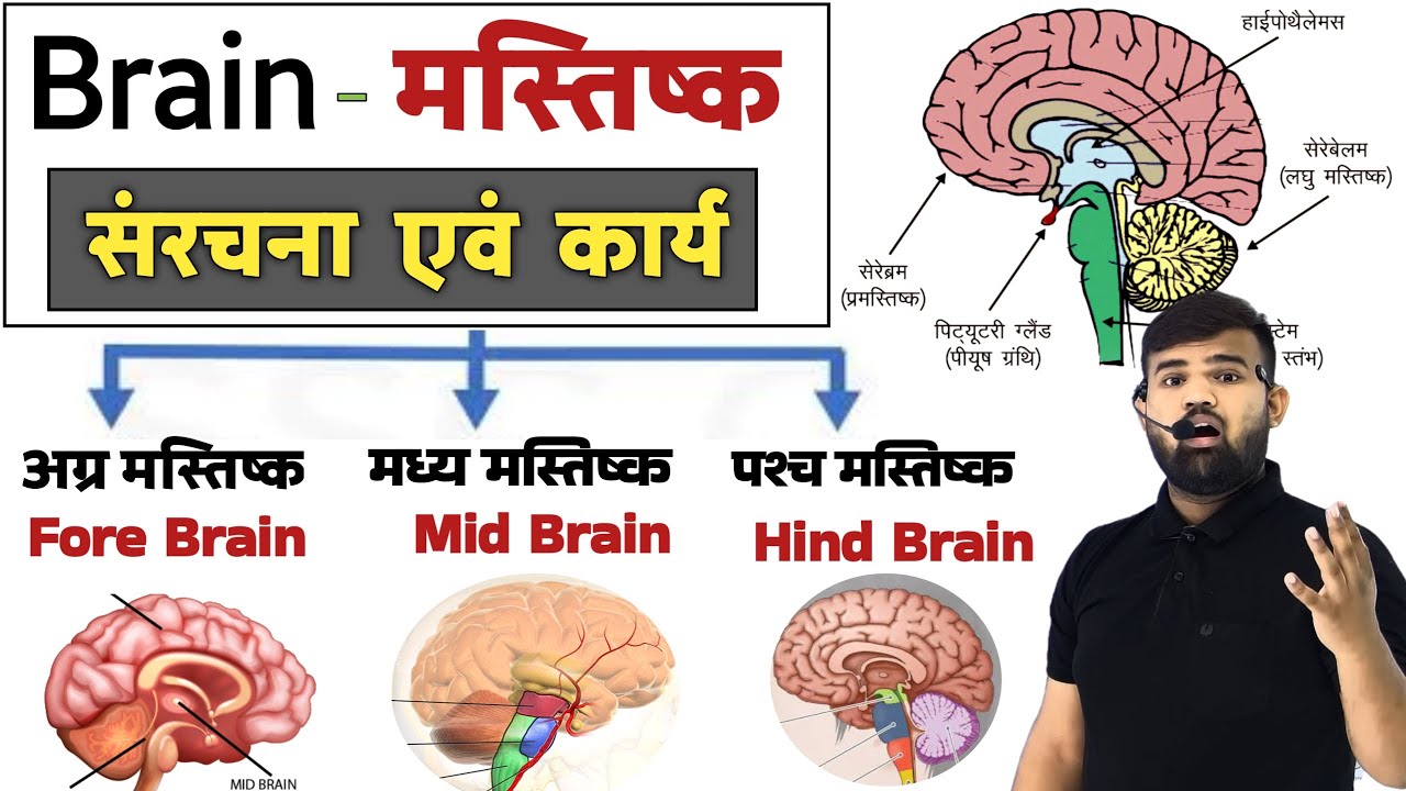 Brain - मानव मस्तिष्क | Structure of Brain | Brain Anatomy and physiology | Nervous System