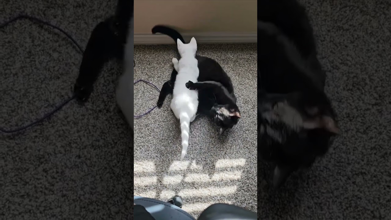 Black/White Playtime