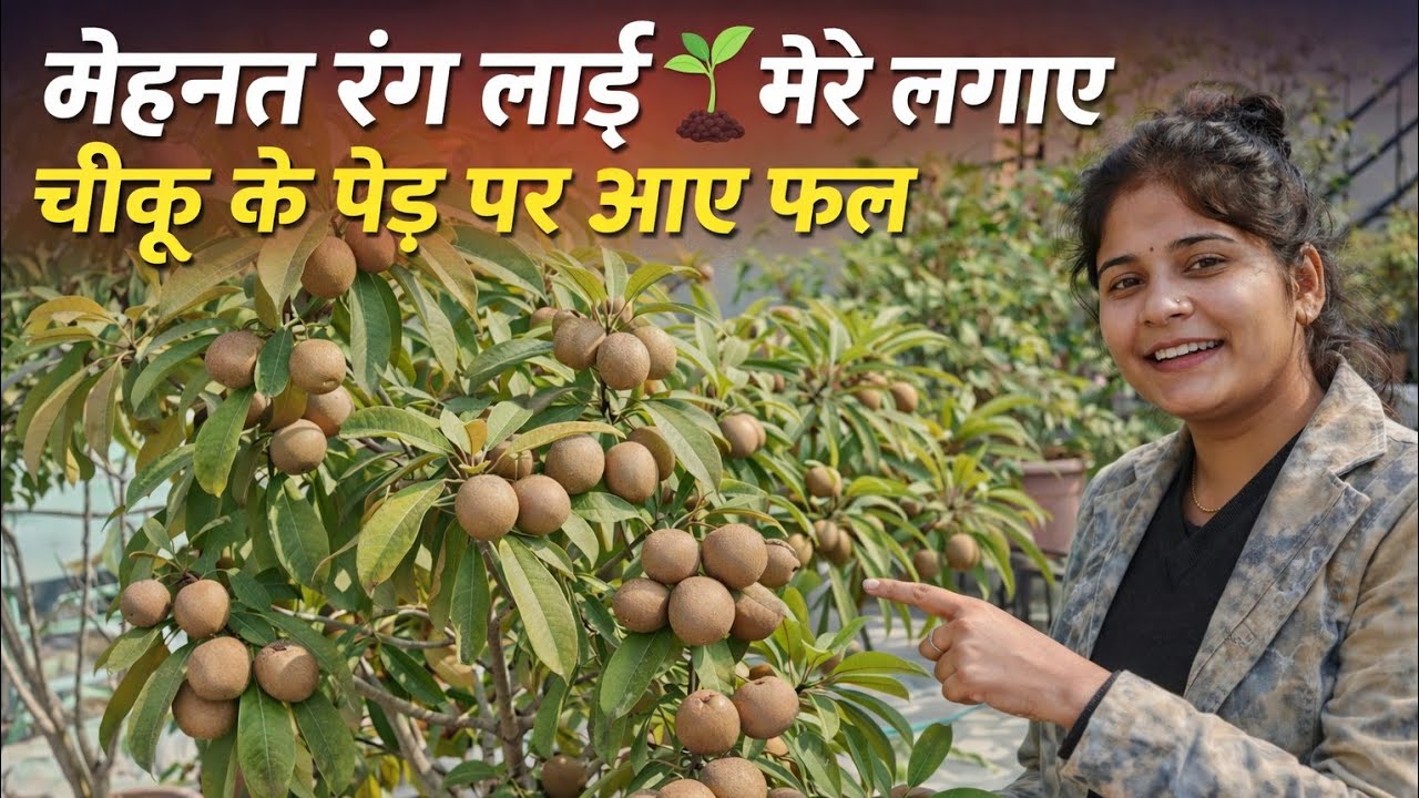 Chiku Plant Growing Full Process | गमले में चीकू का पेड़ कैसे लगाएं और फल कैसे लगाएं मेहनत रंग लाई 