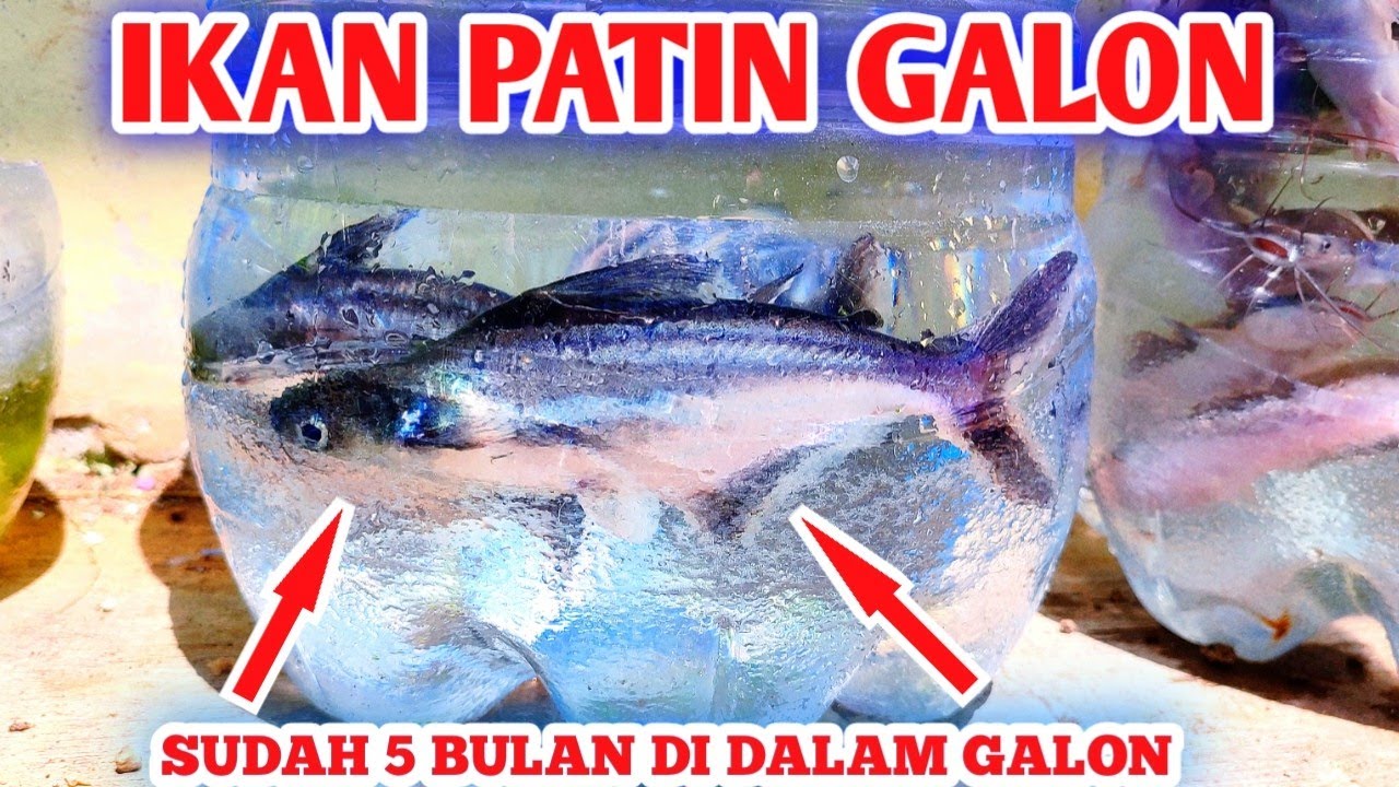 Updet perkembangan ikan patin dalam galon le minerale setelah 5 bulan