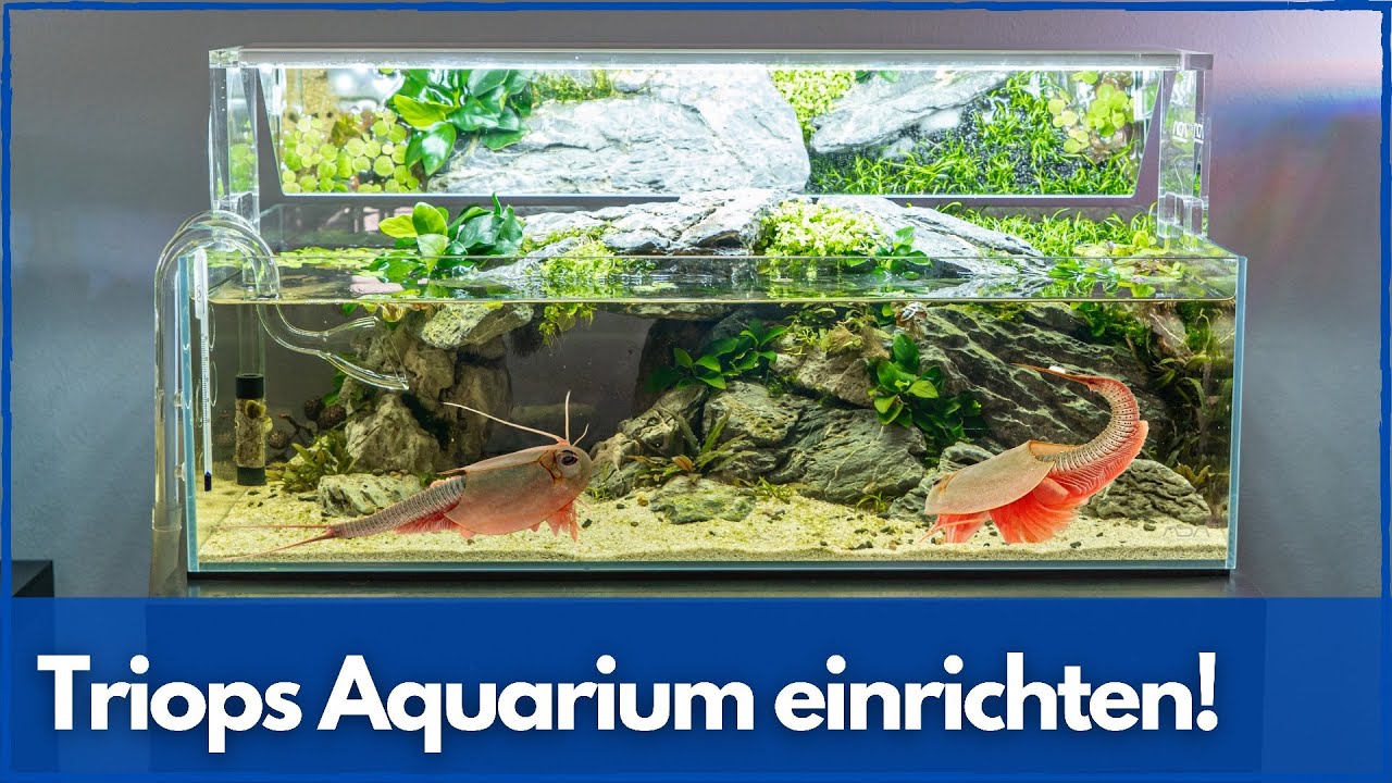 TRIOPS Aquarium einrichten! ADA 60F Aquascape
